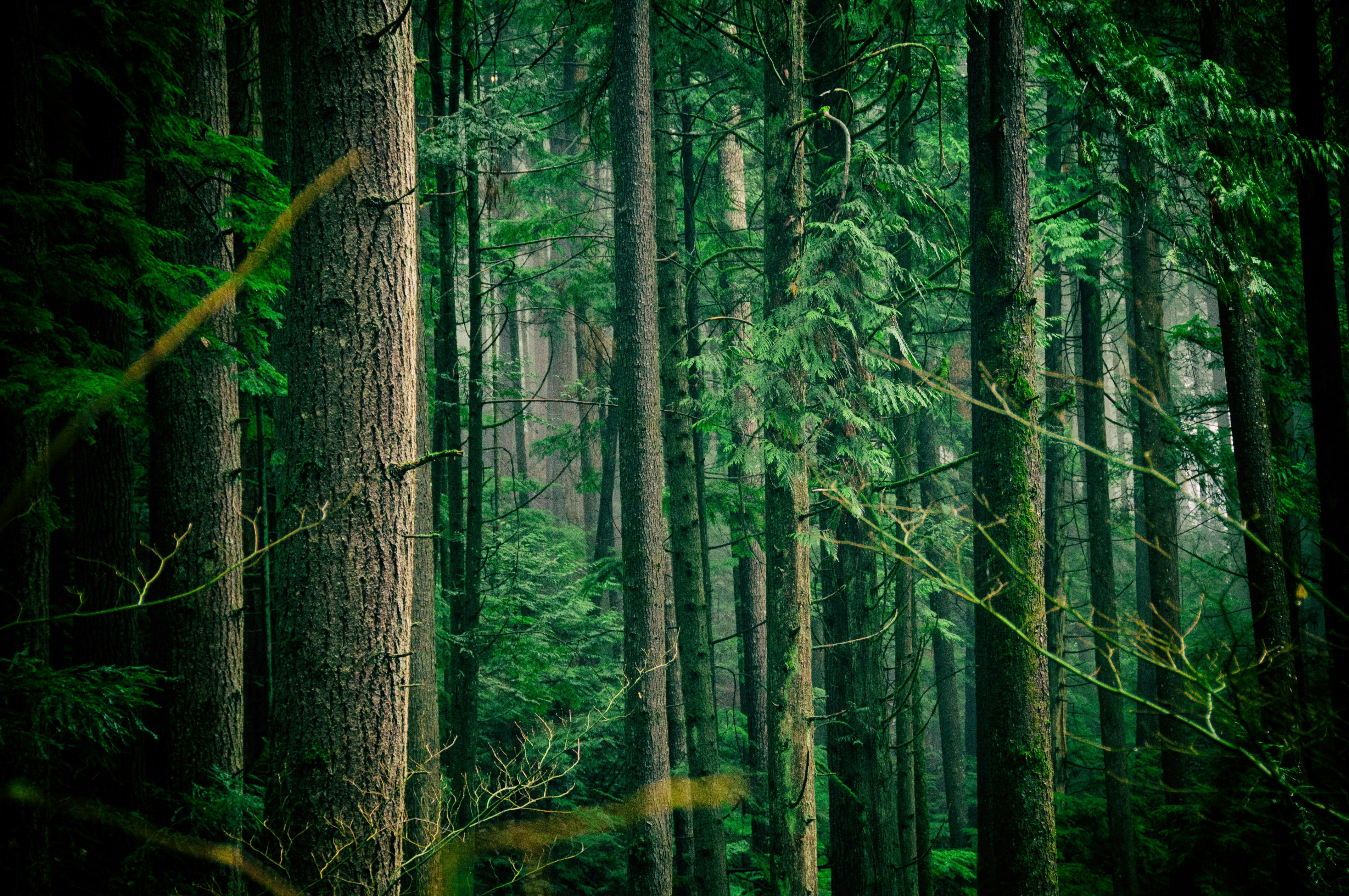 green leafed trees middle of forest during daytime